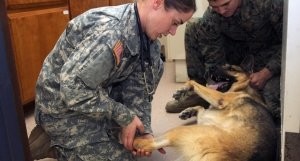 K9 Veterinarian for The Middle East