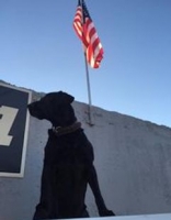EDD Canine Team Trainer in The National Capitol Region 