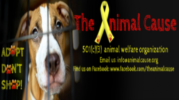 Animal Welfare Social Media Manager Volunteer - Remote / Work from Home