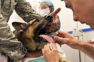 K9 Veterinary Technician for The Middle East