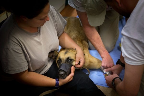 Basrah Vet Surgery 2 by Daniel Heggie2
